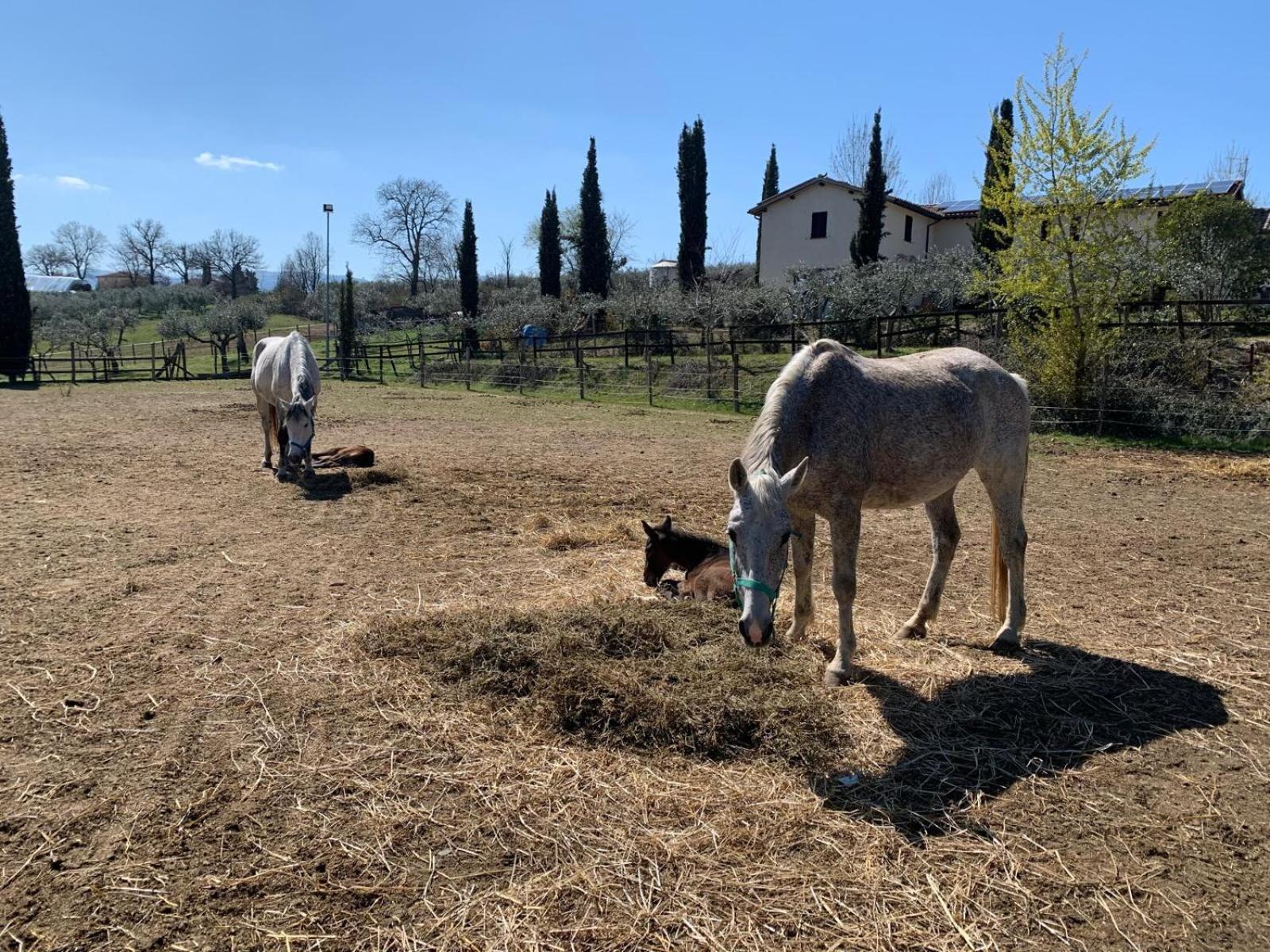 Agriturismo La Corte Dei Cavalieri Montefalco Exteriér fotografie