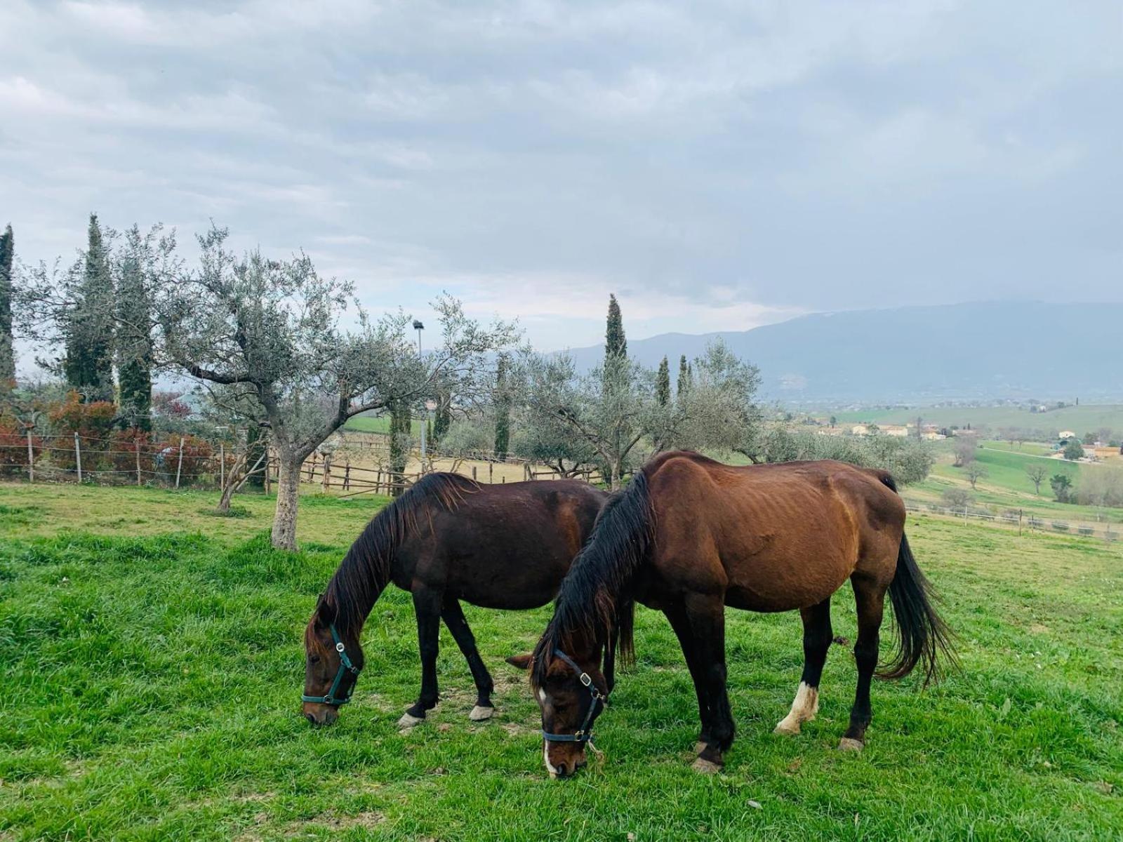 Agriturismo La Corte Dei Cavalieri Montefalco Exteriér fotografie