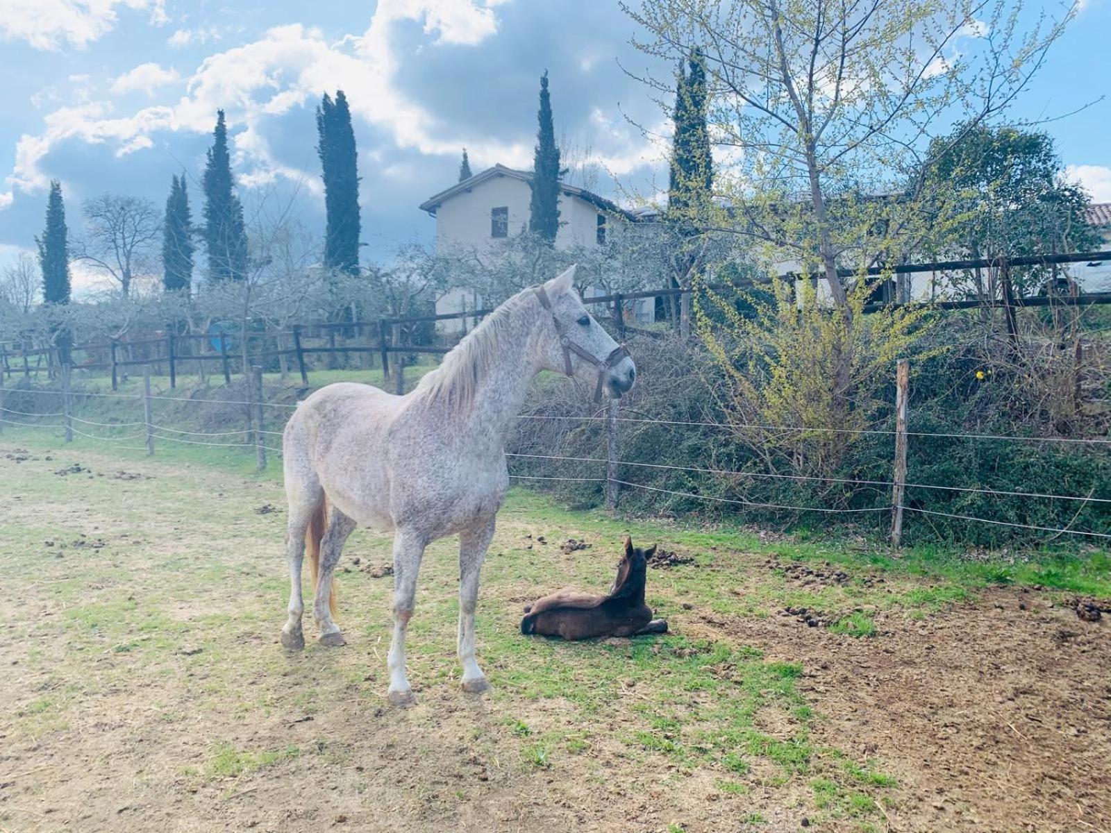 Agriturismo La Corte Dei Cavalieri Montefalco Exteriér fotografie